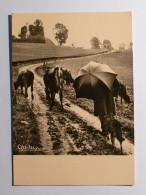 VACHES - Retour Avec Berger Sous La Pluie - Coexistence - Carte Postale Représentant Photographie Albert Monier - Vaches