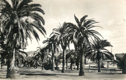 Postcard France Bandol Palm Tree Alley - Autres & Non Classés