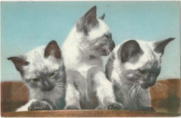 449 -Chatons - Cats
