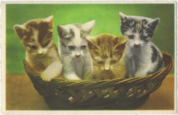 451 -Chatons - Cats