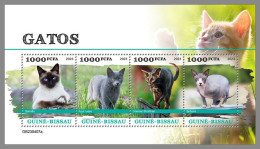 GUINEA-BISSAU 2023 MNH Cats Katzen M/S – OFFICIAL ISSUE – DHQ2422 - Gatti