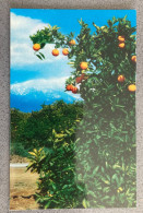 Oranges In Southern California Postale Postcard - Autres & Non Classés