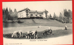 VBB-04 Chaumont Sur Neuchâtel  Le Grand Hôtel Et Troupeau De Vaches. ANIME Jacot  288  Dos Simple NC - Autres & Non Classés