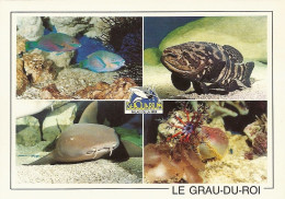 *CPM - 30 - LE GRAU DU ROI - Le Seaquarium - Série Poisson N°19 - Poisson Perroquet, Merou, Requin Nourrice, Holothurie - Le Grau-du-Roi