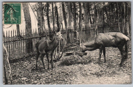 (61) 1069, Flers, Albert Buisson, Dans Le Parc, Le Cerf Et La Biche - Flers