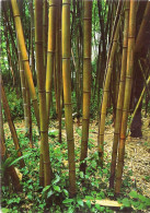 *CPM - 30 - ANDUZE- Bambous Géants à La Bambouseraie - Anduze