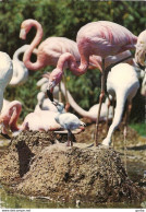 *CPM - Les Flamands Roses Du Parc Zoologique De BALE - SUISSE - Vögel