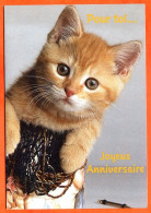 CP Joyeux Anniversaire Pour Toi Chat Carte Vierge TBE - Cats