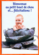 Carte Naissance Sincères Félicitations Pour L Heureux Evènement  Bébé Dans Un Chou Carte Vierge TBE - Birth