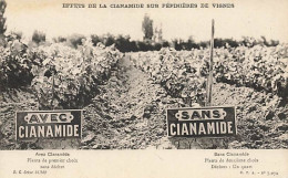 Cultures - Effets De La Cianamide Sur Pépinières De Vignes - Cultivation