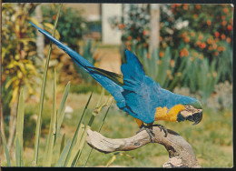 °°° 31136 - BRASIL - ARARA AZUL / BLUE PARROT - 1966 With Stamps °°° - Sonstige