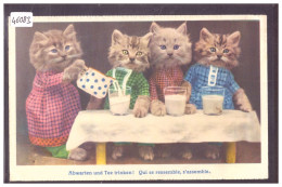 CHATS HUMANISES  - TB - Dressed Animals