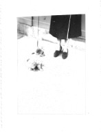 Photo Original - Photo Du Chien Et Des Pieds Du Propriétaire. - Anonymous Persons