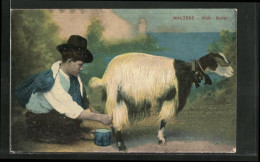 AK Maltese, Milk-Seller, Junge Beim Ziege Melken  - Unclassified