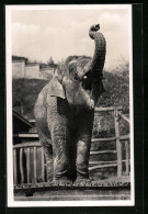 AK Prag, Zoologischer Garten, Asiatische Elefantenkuh Den Rüssel In Die Höhe Hebend  - Elefanti