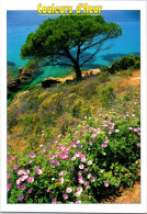 31-5-2024 (6 Z 40) France - Arbre Et Fleurs Sur La Côte D'Azur - Blumen