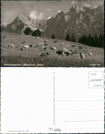 Mittenwald Karwendelgebirge Mittenwald Berg Panorama Mit Kühen 1960 - Mittenwald