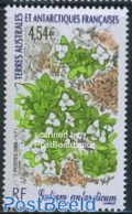 French Antarctic Territory 2008 Flora 1v, Mint NH, Nature - Flowers & Plants - Ungebraucht