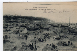 Cancale Le Triage Des Huitres - Cancale