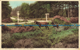 R662270 The Bournemouth Road Through The New Forest. Photochrom - Monde
