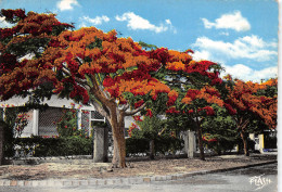 SENEGAL FLAMBOYANTS - Sénégal