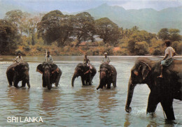 SRI LANKA ELEPHANTS - Sri Lanka (Ceylon)