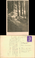 Ansichtskarte  Stimmungsbilder: Natur Märchenwald. 1936  Gel. Bahnpoststempel - Unclassified
