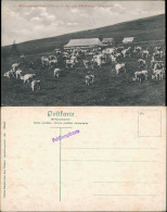 Ansichtskarte Feldberg (Schwarzwald) Wilhelmerhütte - Kühe 1911 - Feldberg