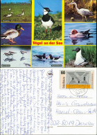 Ansichtskarte  Tiere - Vögel A.d. See, Gänse, Enten, Lachmöwe Uvm. 1983 - Oiseaux