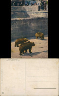 Ansichtskarte Bern Bärengraben 1913 - Other & Unclassified