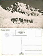 Ansichtskarte Grindelwald Jungfraujoch (3454 M). Polarhunde Mit Mönch 1964 - Andere & Zonder Classificatie
