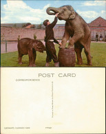 Ansichtskarte  Tiere - Elefant ELEPHANTS, FLAMINGO PARK 1960 - Elefanti