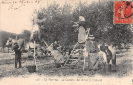 13-PROVENCE LA CUEILLETTE DES OLIVES-N°T5196-D/0115 - Autres & Non Classés