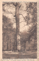 77-FONTAINEBLEAU LA FORET-N°T5198-B/0295 - Fontainebleau