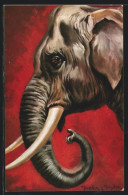 Künstler-AK Ermenegildo Carlo Donadini: Indischer Elefant Im Profil  - Other & Unclassified