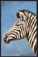 Künstler-AK Ermenegildo Carlo Donadini: Zebra Vor Blauem Hintergrund  - Other & Unclassified