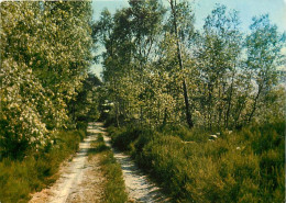 77 - Fontainebleau - Forêt De Fontainebleau - Non Loin De Milly La Foret Un Sentier Dans Une Clairière - CPM - Voir Scan - Fontainebleau