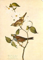 Animaux - Oiseaux - Art - Dessin - Peinture - Les Oiseaux D'Audubon - Fringilla Pensylvania - Etat Pli Visible - CPM - V - Birds
