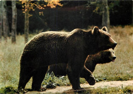 Animaux - Ours - Ours Brun D'Europe - Bear - CPM - Carte Neuve - Voir Scans Recto-Verso - Ours