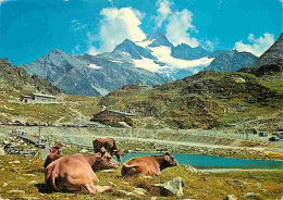 Animaux - Vaches - Suisse - Sustenpass - Stucklistock - Montagnes - CPM - Voir Scans Recto-Verso - Kühe