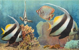 Animaux - Poissons - Musée Océanographique De Monaco - 4 - Heniochus Macrolepidotus - Poisson Papillon - Carte Neuve - C - Fish & Shellfish