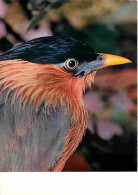Animaux - Oiseaux - Oiseaux Exotiques - Martin Des Pagodes - CPM - Voir Scans Recto-Verso - Birds
