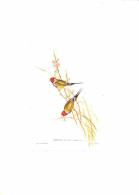Animaux - Oiseaux - Beautiful Grass Finch - CPM - Voir Scans Recto-Verso - Oiseaux