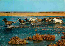 Animaux - Chevaux - Camargue - Manade De Chevaux Sauvages à Travers Les Marais - Flamme Postale - CPM - Voir Scans Recto - Paarden