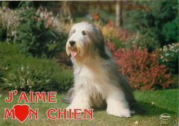 Chiens - CPM - Voir Scans Recto-Verso - Hunde