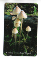 Champignon  Mushroom Télécarte Jersey Phonecard  (W 727) - Jersey En Guernsey