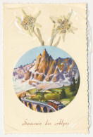 CPSM Dentelée 9 X 14 Souvenir Des Alpes  EDELWEISS (6) Fleurs Naturelles Séchées - Flowers