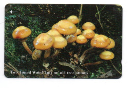 Champignon Mushroom Télécarte Jersey Phonecard  (W 730) - Jersey En Guernsey