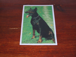 77235-        CA. 8,5 X 14 CM. - HONDEN / DOG DOGS / HUNDE / CHIENS / PERROS - Dogs
