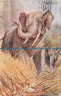 R663407 Elephants. J. Salmon. Postcard - World